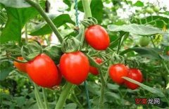 【番茄】夏季番茄的技术管理