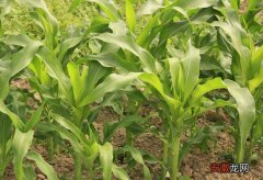 【播种】玉米播种期及苗期病虫害防治技术