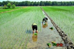 【水稻】水稻插秧技术要求