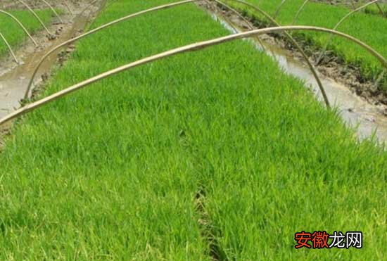 【水稻】怎样加强水稻苗期分蘖率