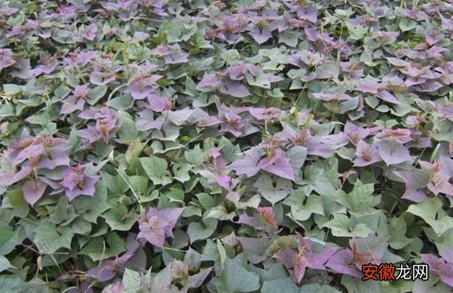 【种植】紫薯的种植时间