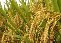 【种植】有机水稻种植技术