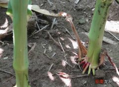 【蚜虫】玉米蚜虫的发生与防治措施