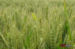 【栽培】关于小麦栽培技术10个问题的回答