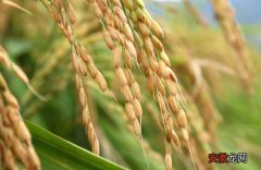 【种植】关于水稻种植生长后期的管理方法