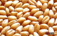 【种子】如何对小麦种子的优劣进行鉴别