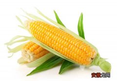 【玉米】经常吃玉米会胖吗？