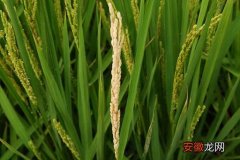 【常见】水稻常见病害防治