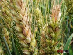 【防治】小麦赤霉病的防治措施