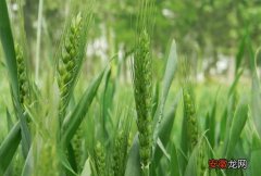 【高产】小麦的高产种植技术