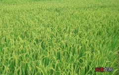 【水稻】水稻后期的田间管理