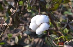 【种植】棉花种植技术