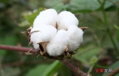 【用途】棉花的用途有哪些？