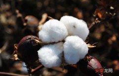 【花】高产棉花品种有哪些？