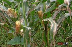 【病害】玉米主要病害的防治方法