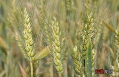 【种子】小麦种子价格及种植方法