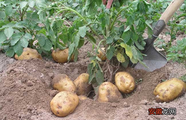 【种子】土豆种子价格及种植方法