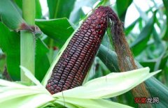 【种子】黑玉米种子价格及种植方法