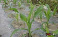 【肥料】种玉米用什么肥料最好？