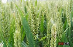 【小麦】小麦什么时候传入中国的？