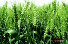 【种植】小麦种植的时间与方法