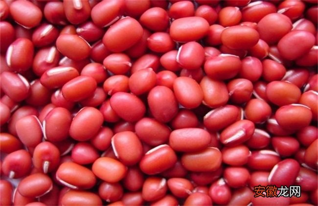 【种植方法】红豆的种植方法与时间