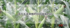 【种植】南方玉米种植时间和收获时间