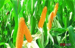 【种植】玉米的种植方法