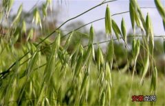 【种植方法】燕麦的种植方法