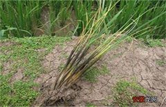 【种植】水稻种植烂秧怎么办