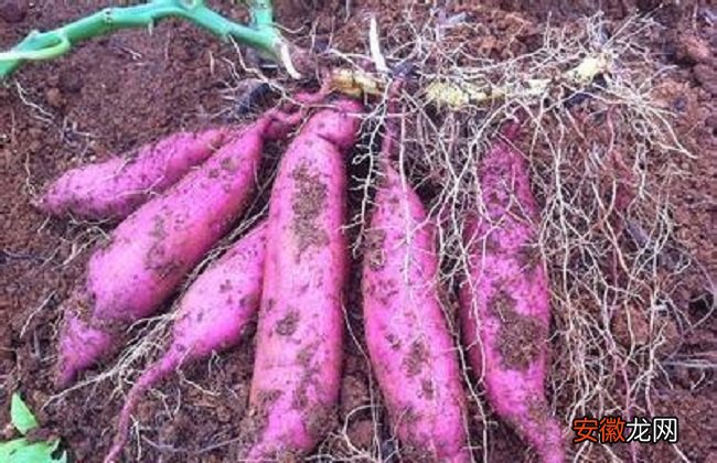 【种植】红薯种植的方法与时间
