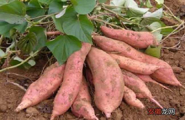 【种植】红薯种植的方法与时间