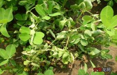【花生】花生种植常见病虫害的防治方法