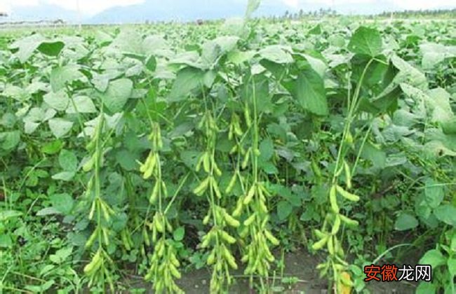 【种植】黄豆的种植方法与时间