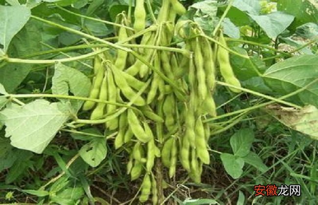 【种植】黄豆的种植方法与时间