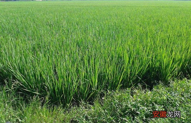 【施肥】水稻施肥时间与施肥技术