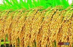 【施肥】水稻施肥时间与施肥技术