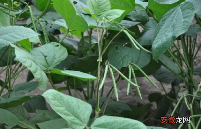 【种植方法】绿豆的种植方法与时间