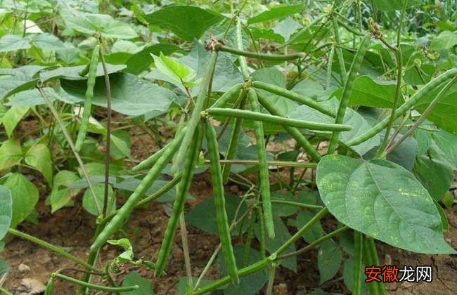 【种植方法】绿豆的种植方法与时间