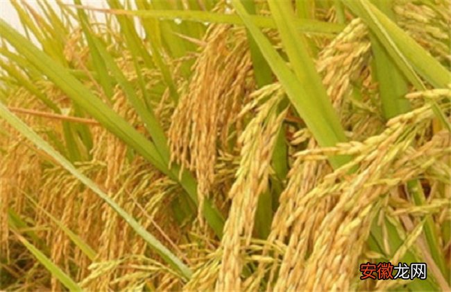【高产】水稻高产的施肥方法