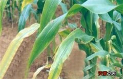 【常见】玉米常见病虫害及防治方法