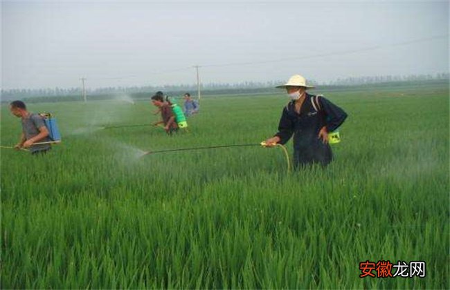 【水稻】水稻拔节长穗期的田间管理技术