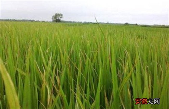 【水稻】水稻拔节长穗期的田间管理技术
