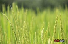 【原因】水稻早穗的原因及防治方法