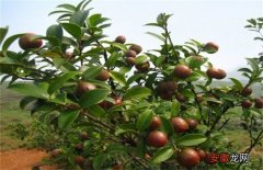 【茶】油茶树的种植方法