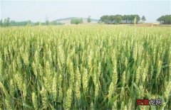 【种植】小麦种植的注意事项
