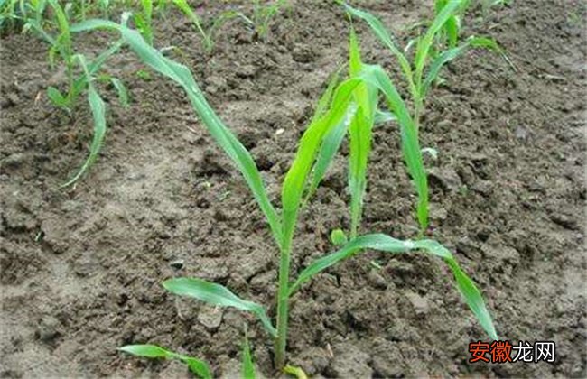 【原因】玉米发芽率低的原因及解决措施