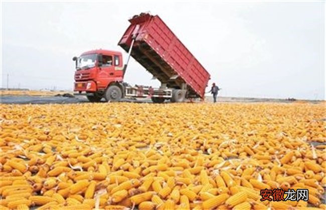 【玉米】如何提高玉米的产量