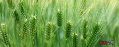 【施肥】小麦施肥的时间及方法，一年一次可以吗