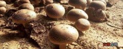 【种植方法】蘑菇菌包怎么种植方法